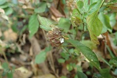 Phaulopsis imbricata